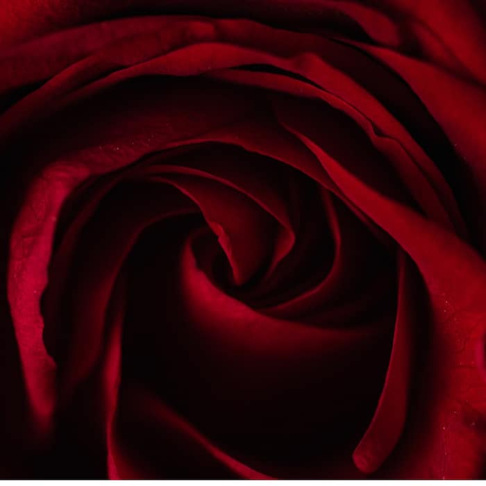 red rose dark and mysterious